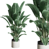 indoor plant 373 plant ravenala concrete dirt vase