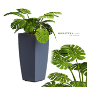 Monstera flower-5