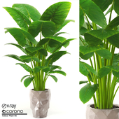 Indoor Plant Set 06