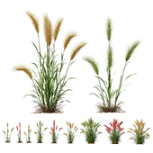 HQ Plants Hordeum Jubatum Foxtail Barley Ornementale Orge Version05