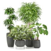 treez plants set 13