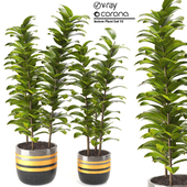 Indoor Plant Set 10