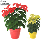 Indoor Plant Set 11