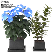 Indoor Plant Set 12