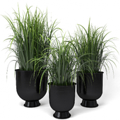 Indoor Plant Set 7