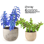 Indoor Plant Set 13