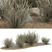 Silver Sagebrush Bushes