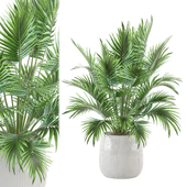 indoor Plants Collection - Set 865