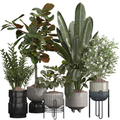 Indoor Plant Set 08