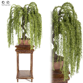 Indoor plant1