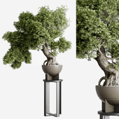 Bonasi Tree in a concrete vase set indoor plant 391