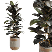 Ficus Elastica Black