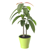 Mangifera indica Росток манго в горшке