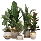 Indoor Plant Set 15