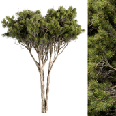 Pinus Pinea Wellington Tree Set 187