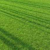 Outdoor grass 2