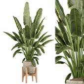 Indoor Plant Set 18