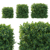 Boxwood bush