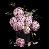 hydrangea