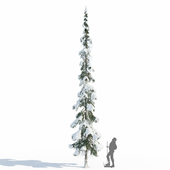 Ель таёжная зимняя_11m (Spruce).