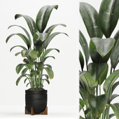 Indoor plant 01