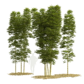 Бамбук Phyllostachys Aurea 5м