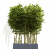 Бамбук Phyllostachys Aurea 2м в вазоне