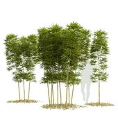 Бамбук Phyllostachys Aurea 3м
