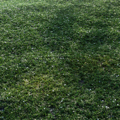 Grass set with flowers