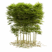 Бамбук Phyllostachys Aurea 2м