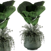 Indoor plants set 41