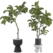 Ficus Lyrata Fiddle Leaf Fig Plant 203