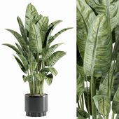 Indoor Plant Set 026