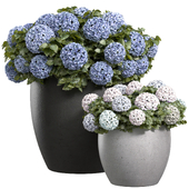 Hydrangea in a garden pot.Garden Plant Flowerpot Bouquet