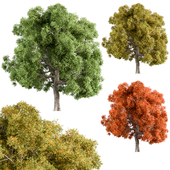 Broadleaf Tree - Tree Set 240