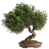 Bonsai tree set4