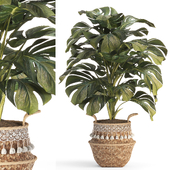 Indoor Plant Set -20