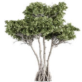 Sea Myrtle -Tree Set 247