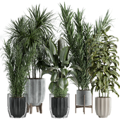 indoor plant - set 55