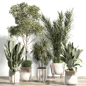 indoor plant - set 92