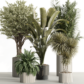 Indoor Plant Set 087
