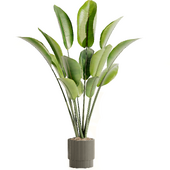 Indoor Plant Set 088