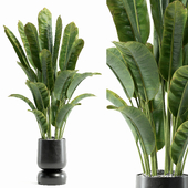 indoor plant - set 98