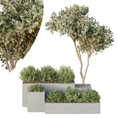 HQ Tree and bush garden box outdoor VOL 26