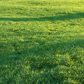 Grass
