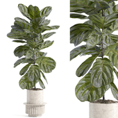 indoor plant - set 102