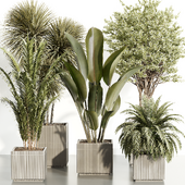 Indoor Plant Set 088