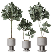 HQ HousePlants Rubber Ficus Elastica Abidjan Melany Set03