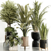 indoor plant Set 090