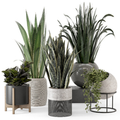 Indoor Plants in Ferm Living Bau Pot Large - Set 1852